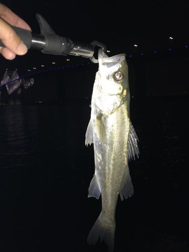 フッコ（マルスズキ）の釣果