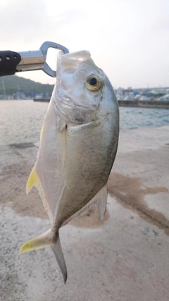 ガーラの釣果