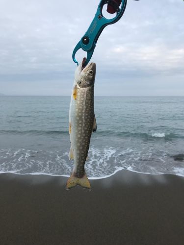 アメマスの釣果