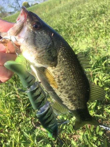 ブラックバスの釣果