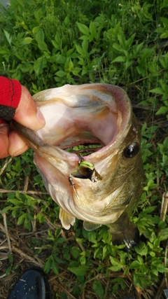 ブラックバスの釣果