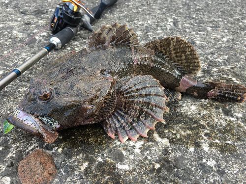 マカジカの釣果