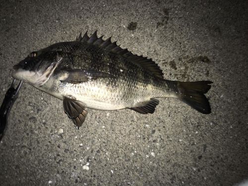 チヌの釣果