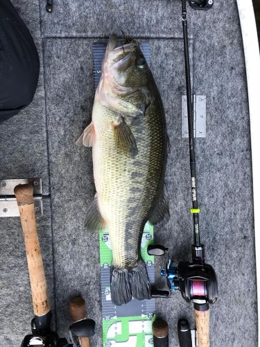 ブラックバスの釣果