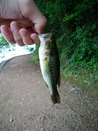 ラージマウスバスの釣果