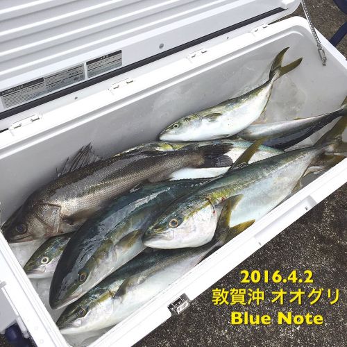 メジロの釣果