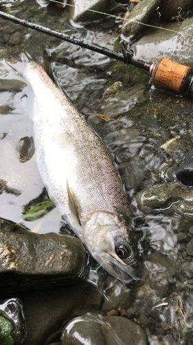 ヤマメの釣果