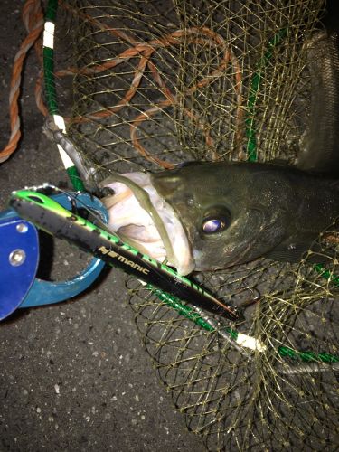 フッコ（マルスズキ）の釣果