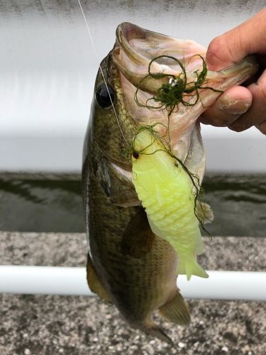 ブラックバスの釣果