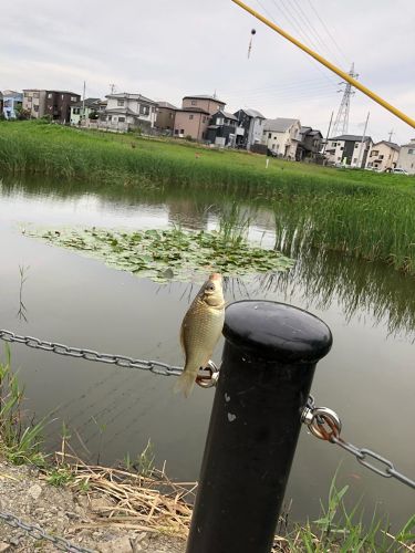 マブナの釣果