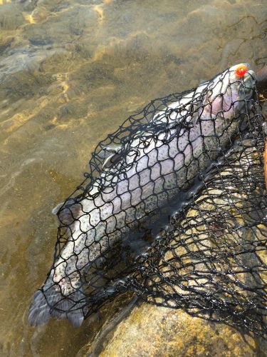 ニジマスの釣果