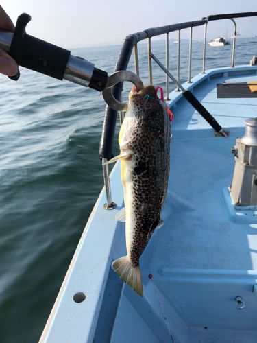 ショウサイフグの釣果