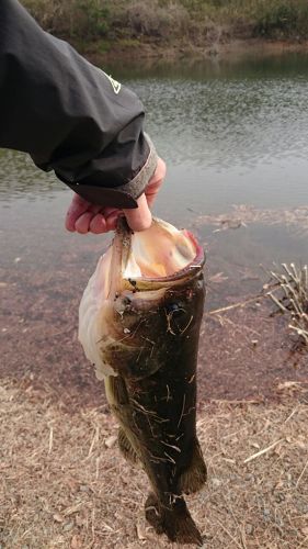 ラージマウスバスの釣果