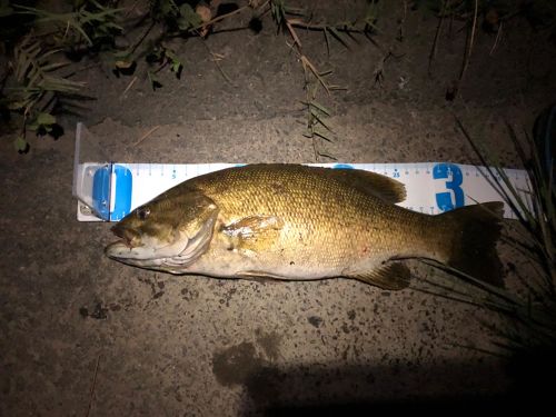 スモールマウスバスの釣果