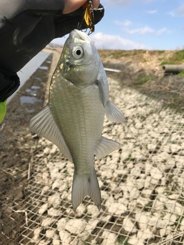 フナの釣果