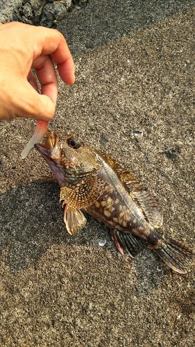 アラカブの釣果