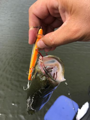 ブラックバスの釣果