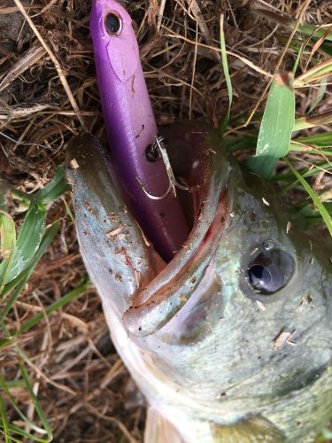 ブラックバスの釣果