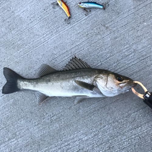 スズキの釣果