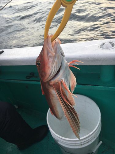 ホウボウの釣果