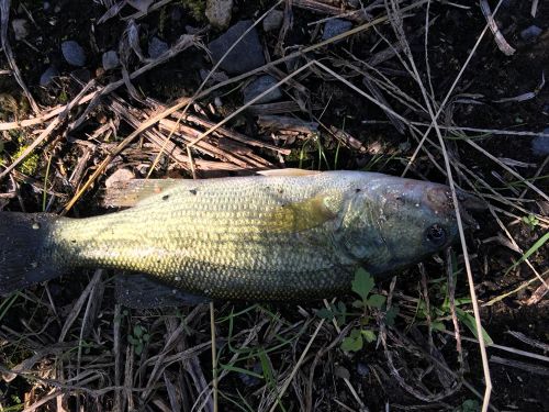 ブラックバスの釣果