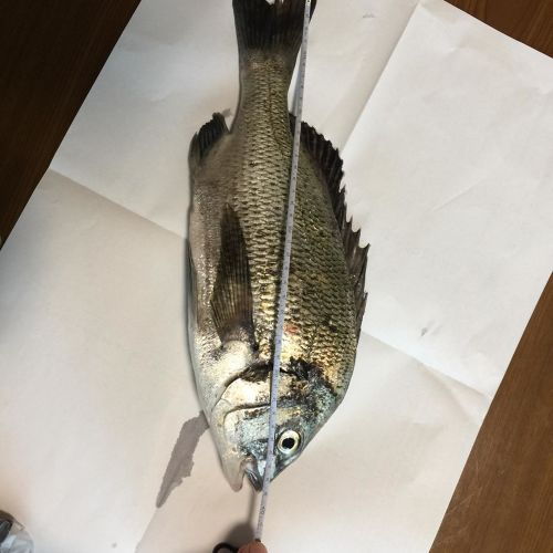 チヌの釣果