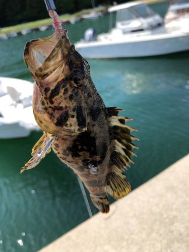 タケノコメバルの釣果