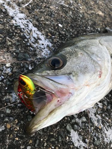 マルスズキの釣果