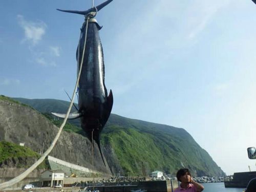 クロカジキの釣果