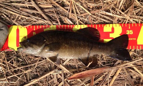 スモールマウスバスの釣果