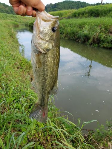 釣果