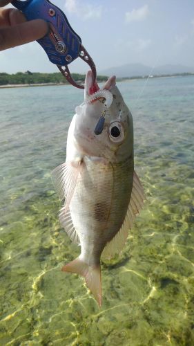 イソフエフキの釣果