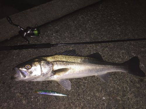 スズキの釣果