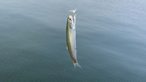 カタクチイワシの釣果