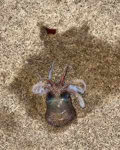 ミミイカの釣果