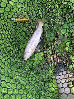 ブラウントラウトの釣果