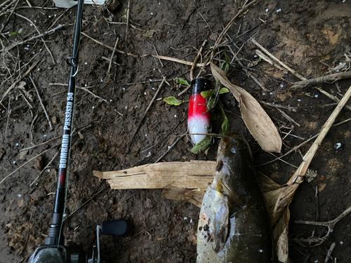 ナマズの釣果