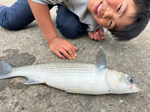 ボラの釣果