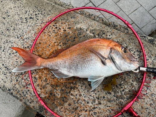 マダイの釣果