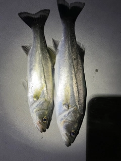 シーバスの釣果