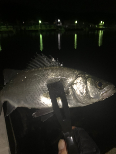 セイゴ（マルスズキ）の釣果