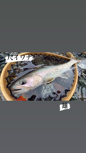 イワナの釣果