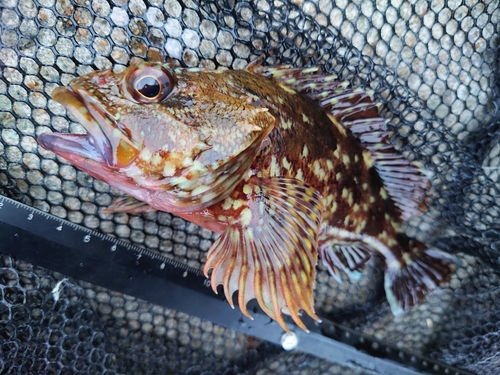 カサゴの釣果