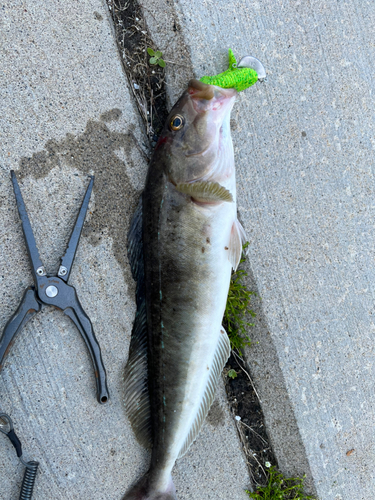 ホッケの釣果