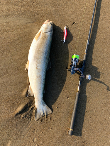 アメマスの釣果