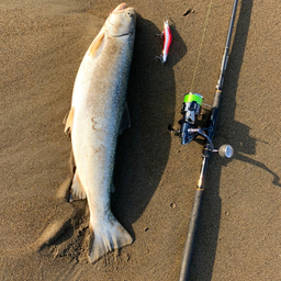 アメマス