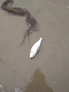 コノシロの釣果