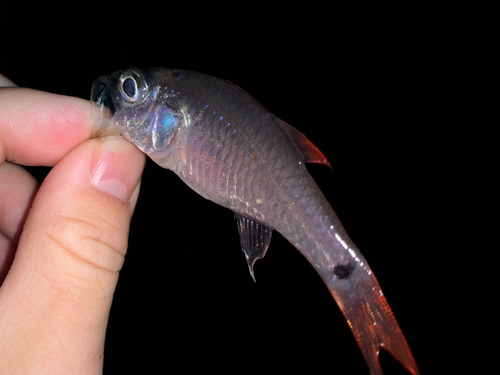 ネンブツダイの釣果