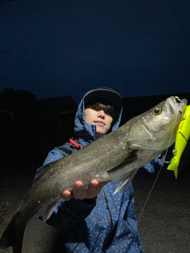 スズキの釣果