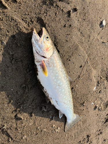 アメマスの釣果